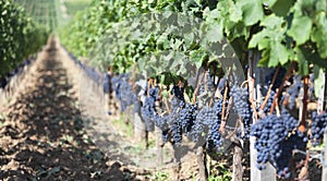 Vineyards in France photo