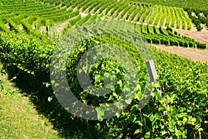 Vineyards of fresh grapes on the Langhe hills, Barolo, Piedmont, Italy