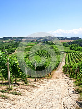 Vineyards of fresh grapes on the Langhe hills, Piedmont, Italy