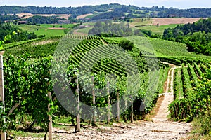 Vineyards of fresh grapes on the Langhe hills, Piedmont, Italy