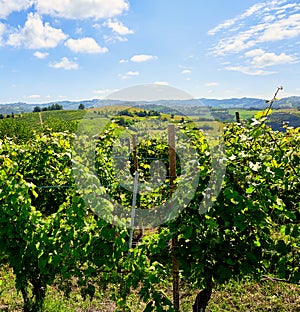 Vineyards of fresh grapes on the Langhe hills, Piedmont, Italy