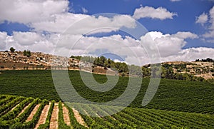 Vineyards in the Galilee