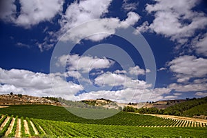 Vineyards in the Galilee