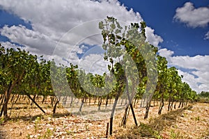 Vineyards in the Galilee
