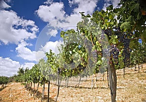 Vineyards in the Galilee photo