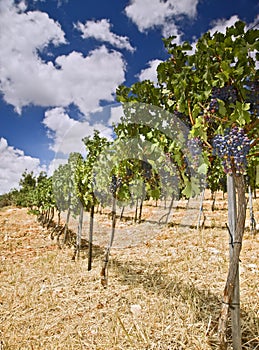 Vineyards in the Galilee