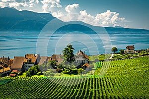 Vineyards on the Geneva lake shore, Rivaz village, Switzerland