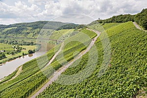 Vineyards in Germany along river Moselle