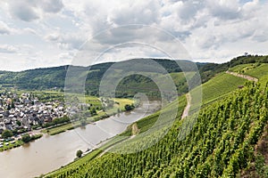 Vineyards in Germany along river Moselle near Punderich