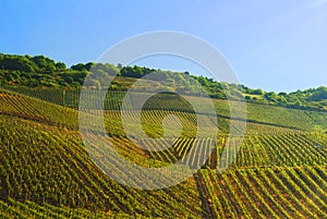 Vineyards in Germany