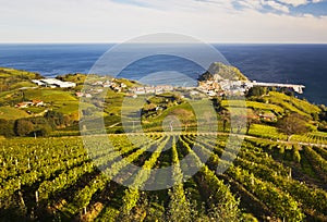 Vineyards in Getaria, Gipuzkoa photo