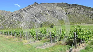 Vineyards in Gibbston Valley in Otago, New Zealand
