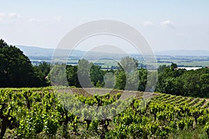 The Vineyards of Gigondas