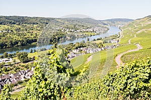 Vineyards in Graach an der Mosel.