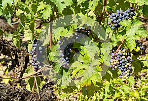 Vineyards and grapes of Medoc, near Bordeaux in France.