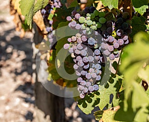 Vineyards and grapes of Medoc, near Bordeaux in France.