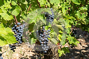 Vineyards and grapes of Medoc, near Bordeaux in France.