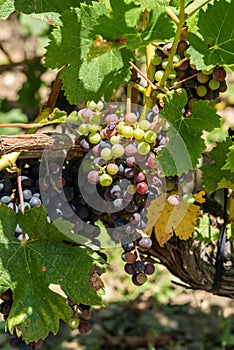 Vineyards and grapes of Medoc, near Bordeaux in France.