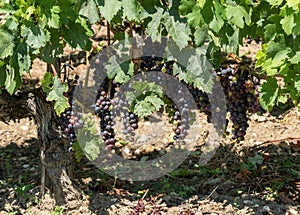 Vineyards and grapes of Medoc, near Bordeaux in France.