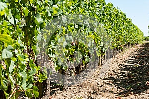 Vineyards and grapes of Medoc, near Bordeaux in France.