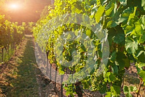 Vineyards and grapes at sunset