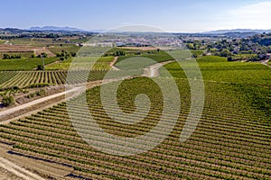 Vineyards with grapes about to be harvested in Sant Marti de Sarroca Spain photo