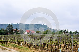 Vineyards with grapevine . Rows of vine grape in vineyards in spring