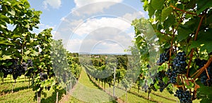 Vineyards with grapevine for wine production near a winery along styrian wine road, Austria Europe