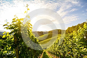 Vineyards with grapevine for wine production near a winery along styrian wine road, Austria Europe