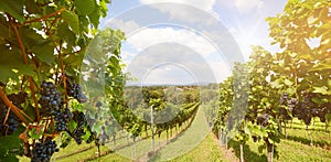 Vineyards with grapevine for wine production near a winery along styrian wine road, Austria Europe