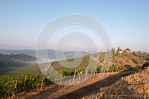 Vineyards with grapevine and winery along wine road in the evening, Tuscany, Italy