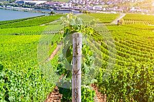 Vineyards green fields landscape with grapevine rows