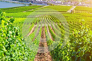 Vineyards green fields landscape with grapevine rows