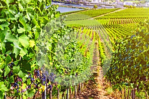 Vineyards green fields landscape with grapevine rows on hills in Rhine Gorge river Rhine Valley