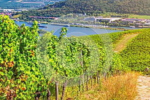 Vineyards green fields landscape with grapevine rows on hills in Rhine Gorge river Rhine Valley