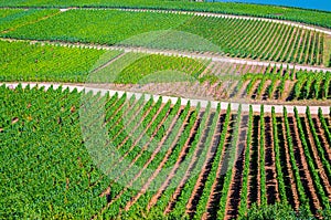 Vineyards green fields landscape with grapevine rows on hills in Rhine Gorge or river Rhine Valley