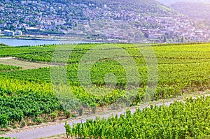 Vineyards green fields landscape with grapevine rows on hills in Rhine Gorge river Rhine Valley