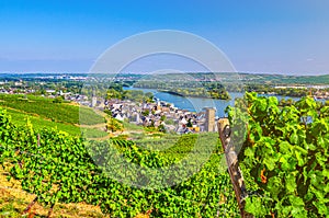 Vineyards green fields landscape with rows of grape trellis and grapevine wooden pole