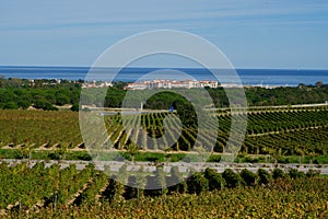 Vineyards and harbour of Argeles sur mer