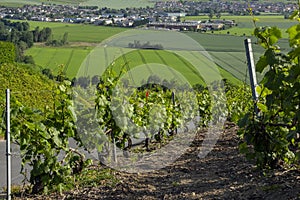 Vineyards at Hautvillers - Epernay - France photo