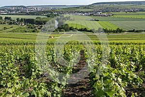 Vineyards at Hautvillers near Epernay - France