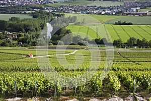 Vineyards - Hautvillers near Reims - France photo