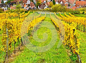 The vineyards of Heppenheim in the Bergstrasse region in Germany