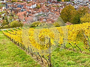 The vineyards of Heppenheim in the Bergstrasse region in Germany