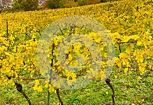 The vineyards of Heppenheim in the Bergstrasse region in Germany