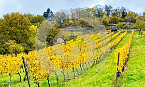 The vineyards of Heppenheim in the Bergstrasse region in Germany