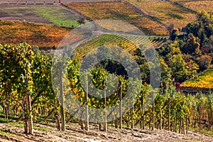 Vineyards on the hills of Langhe in Northern Italy.