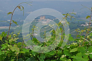 Vineyards and hills of the Langhe region. Piemonte, Italy