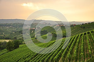 Vineyard and hills of the Langhe region. Piemonte, Italy