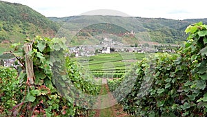 Vineyards at hills of Moselle river at Beilstein in Rhineland-Palatinate. Germany